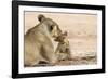 Lioness (Panthera leo) grooming cub, Kgalagadi Transfrontier Park, South Africa-Ann and Steve Toon-Framed Photographic Print