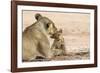 Lioness (Panthera leo) grooming cub, Kgalagadi Transfrontier Park, South Africa-Ann and Steve Toon-Framed Photographic Print