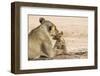 Lioness (Panthera leo) grooming cub, Kgalagadi Transfrontier Park, South Africa-Ann and Steve Toon-Framed Photographic Print