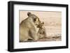 Lioness (Panthera leo) grooming cub, Kgalagadi Transfrontier Park, South Africa-Ann and Steve Toon-Framed Photographic Print