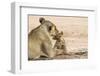 Lioness (Panthera leo) grooming cub, Kgalagadi Transfrontier Park, South Africa-Ann and Steve Toon-Framed Photographic Print