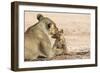 Lioness (Panthera leo) grooming cub, Kgalagadi Transfrontier Park, South Africa-Ann and Steve Toon-Framed Photographic Print