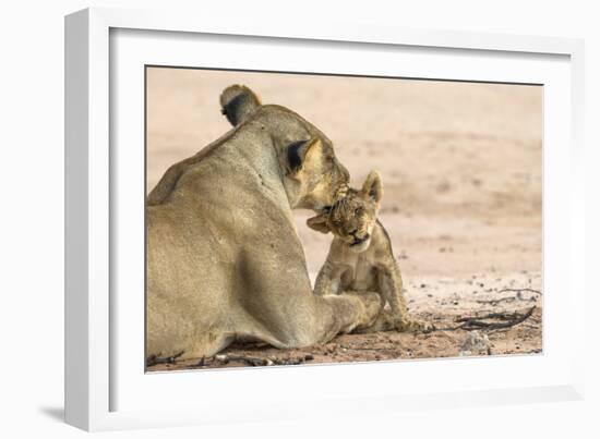 Lioness (Panthera leo) grooming cub, Kgalagadi Transfrontier Park, South Africa-Ann and Steve Toon-Framed Photographic Print