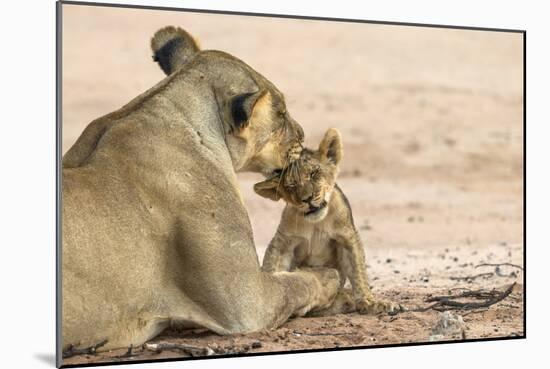 Lioness (Panthera leo) grooming cub, Kgalagadi Transfrontier Park, South Africa-Ann and Steve Toon-Mounted Photographic Print