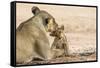 Lioness (Panthera leo) grooming cub, Kgalagadi Transfrontier Park, South Africa-Ann and Steve Toon-Framed Stretched Canvas