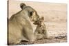 Lioness (Panthera leo) grooming cub, Kgalagadi Transfrontier Park, South Africa-Ann and Steve Toon-Stretched Canvas