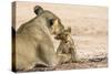 Lioness (Panthera leo) grooming cub, Kgalagadi Transfrontier Park, South Africa-Ann and Steve Toon-Stretched Canvas