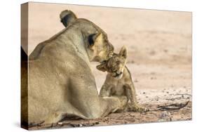 Lioness (Panthera leo) grooming cub, Kgalagadi Transfrontier Park, South Africa-Ann and Steve Toon-Stretched Canvas