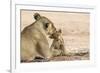 Lioness (Panthera leo) grooming cub, Kgalagadi Transfrontier Park, South Africa-Ann and Steve Toon-Framed Photographic Print