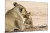 Lioness (Panthera leo) grooming cub, Kgalagadi Transfrontier Park, South Africa-Ann and Steve Toon-Mounted Photographic Print