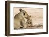 Lioness (Panthera leo) grooming cub, Kgalagadi Transfrontier Park, South Africa-Ann and Steve Toon-Framed Premium Photographic Print