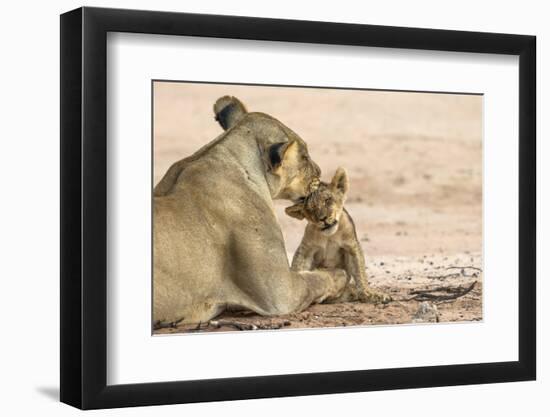 Lioness (Panthera leo) grooming cub, Kgalagadi Transfrontier Park, South Africa-Ann and Steve Toon-Framed Premium Photographic Print