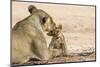 Lioness (Panthera leo) grooming cub, Kgalagadi Transfrontier Park, South Africa-Ann and Steve Toon-Mounted Premium Photographic Print