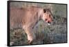 Lioness (Panthera leo) in savanna, Masai Mara National Park, Kenya-Godong-Framed Stretched Canvas