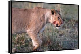 Lioness (Panthera leo) in savanna, Masai Mara National Park, Kenya-Godong-Framed Stretched Canvas