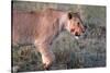 Lioness (Panthera leo) in savanna, Masai Mara National Park, Kenya-Godong-Stretched Canvas