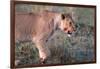 Lioness (Panthera leo) in savanna, Masai Mara National Park, Kenya-Godong-Framed Photographic Print