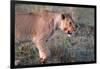 Lioness (Panthera leo) in savanna, Masai Mara National Park, Kenya-Godong-Framed Photographic Print