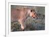 Lioness (Panthera leo) in savanna, Masai Mara National Park, Kenya-Godong-Framed Photographic Print