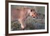 Lioness (Panthera leo) in savanna, Masai Mara National Park, Kenya-Godong-Framed Photographic Print