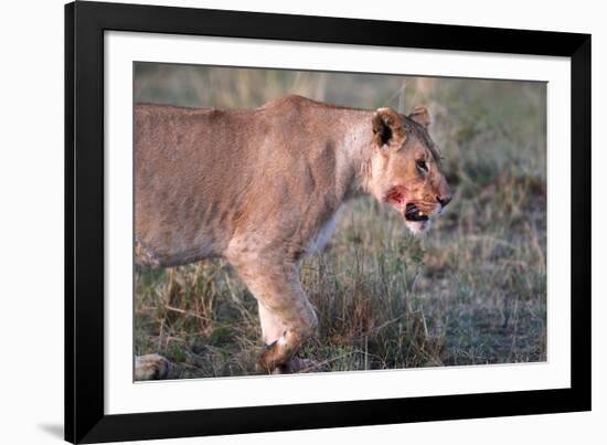 Lioness (Panthera leo) in savanna, Masai Mara National Park, Kenya-Godong-Framed Photographic Print