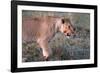 Lioness (Panthera leo) in savanna, Masai Mara National Park, Kenya-Godong-Framed Photographic Print