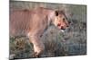 Lioness (Panthera leo) in savanna, Masai Mara National Park, Kenya-Godong-Mounted Photographic Print