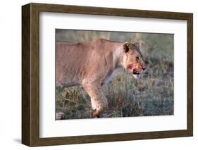 Lioness (Panthera leo) in savanna, Masai Mara National Park, Kenya-Godong-Framed Photographic Print