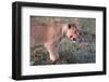 Lioness (Panthera leo) in savanna, Masai Mara National Park, Kenya-Godong-Framed Photographic Print