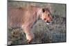 Lioness (Panthera leo) in savanna, Masai Mara National Park, Kenya-Godong-Mounted Photographic Print