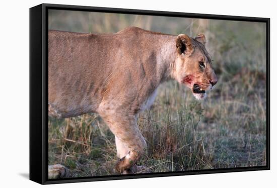 Lioness (Panthera leo) in savanna, Masai Mara National Park, Kenya-Godong-Framed Stretched Canvas