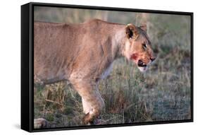 Lioness (Panthera leo) in savanna, Masai Mara National Park, Kenya-Godong-Framed Stretched Canvas