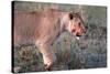 Lioness (Panthera leo) in savanna, Masai Mara National Park, Kenya-Godong-Stretched Canvas