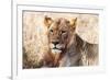 Lioness (Panthera leo) in the bush, Lualenyi Ranch, Taita-Taveta County, Kenya, East Africa-Nico Tondini-Framed Photographic Print