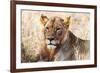 Lioness (Panthera leo) in the bush, Lualenyi Ranch, Taita-Taveta County, Kenya, East Africa-Nico Tondini-Framed Photographic Print