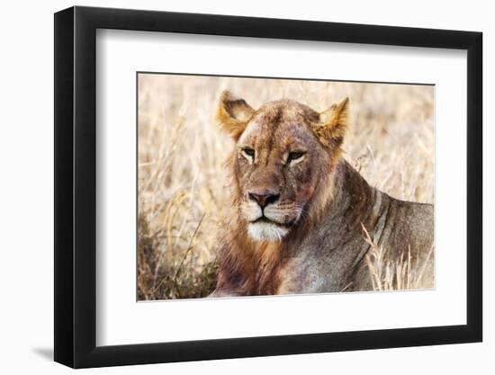 Lioness (Panthera leo) in the bush, Lualenyi Ranch, Taita-Taveta County, Kenya, East Africa-Nico Tondini-Framed Premium Photographic Print