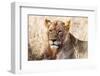 Lioness (Panthera leo) in the bush, Lualenyi Ranch, Taita-Taveta County, Kenya, East Africa-Nico Tondini-Framed Premium Photographic Print