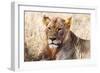 Lioness (Panthera leo) in the bush, Lualenyi Ranch, Taita-Taveta County, Kenya, East Africa-Nico Tondini-Framed Photographic Print