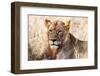 Lioness (Panthera leo) in the bush, Lualenyi Ranch, Taita-Taveta County, Kenya, East Africa-Nico Tondini-Framed Photographic Print