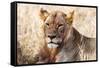 Lioness (Panthera leo) in the bush, Lualenyi Ranch, Taita-Taveta County, Kenya, East Africa-Nico Tondini-Framed Stretched Canvas
