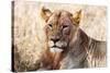 Lioness (Panthera leo) in the bush, Lualenyi Ranch, Taita-Taveta County, Kenya, East Africa-Nico Tondini-Stretched Canvas