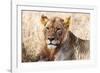 Lioness (Panthera leo) in the bush, Lualenyi Ranch, Taita-Taveta County, Kenya, East Africa-Nico Tondini-Framed Photographic Print