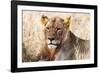 Lioness (Panthera leo) in the bush, Lualenyi Ranch, Taita-Taveta County, Kenya, East Africa-Nico Tondini-Framed Photographic Print