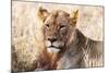 Lioness (Panthera leo) in the bush, Lualenyi Ranch, Taita-Taveta County, Kenya, East Africa-Nico Tondini-Mounted Photographic Print