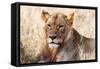 Lioness (Panthera leo) in the bush, Lualenyi Ranch, Taita-Taveta County, Kenya, East Africa-Nico Tondini-Framed Stretched Canvas