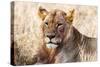 Lioness (Panthera leo) in the bush, Lualenyi Ranch, Taita-Taveta County, Kenya, East Africa-Nico Tondini-Stretched Canvas