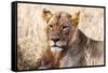 Lioness (Panthera leo) in the bush, Lualenyi Ranch, Taita-Taveta County, Kenya, East Africa-Nico Tondini-Framed Stretched Canvas