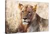 Lioness (Panthera leo) in the bush, Lualenyi Ranch, Taita-Taveta County, Kenya, East Africa-Nico Tondini-Stretched Canvas