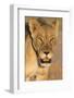 Lioness (Panthera leo) in the Kalahari, Kgalagadi Transfrontier Park, Northern Cape, South Africa, -Ann and Steve Toon-Framed Photographic Print