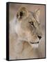 Lioness (Panthera Leo), Kgalagadi Transfrontier Park, South Africa, Africa-Ann & Steve Toon-Framed Stretched Canvas